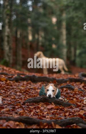 Jack Russell Terrier rests on the forest floor while a light dog passes in the background. The atmosphere is quiet and shaded. Stock Photo