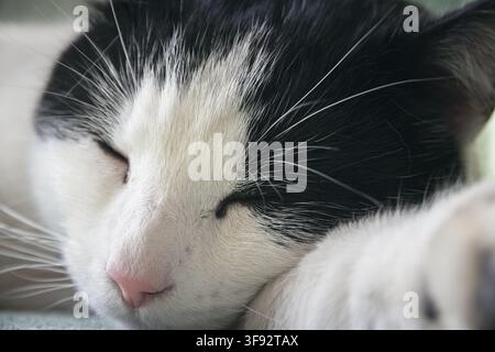 Closeup of a black and white cat napping on sofa Stock Photo