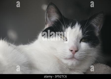 Closeup of a black and white cat with grumpy expression Stock Photo