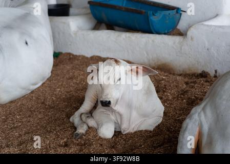 White Nelore calf lying on a bed of sawdust in an agricultural fair pavilion. Stock Photo