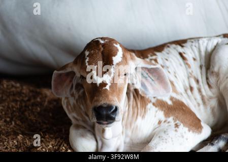 Young Gir breed calf with spotted coat lying calmly on sawdust. Stock Photo