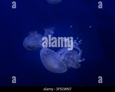 Translucent white jellyfish float in deep blue aquatic depths, emphasizing soft tentacles and calm underwater motion that represents serenity, natural Stock Photo