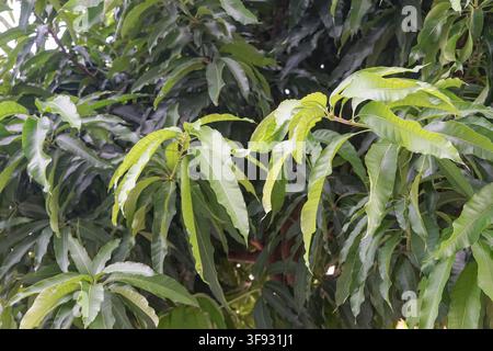 Close up of lush green mango tree leaves showing natural texture and tropical growth under daylight. Stock Photo