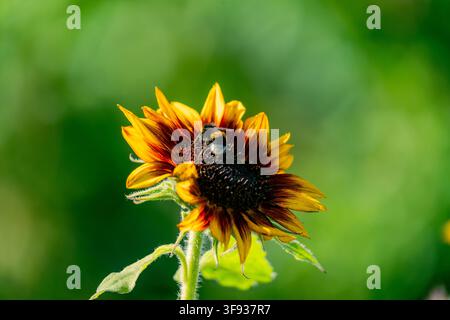 A bumblebee visiting a small red and yellow sunflower, isolated against a smooth green background with soft natural bokeh. Stock Photo