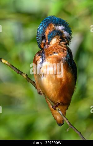 Kingfisher preening on the river windrush, Oxfordshire, Uk Stock Photo