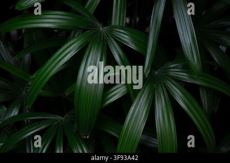 Detailed close-up of dark green tropical leaves of the Rhapis excelsa, or lady palm, emerging from deep shadows. Stock Photo