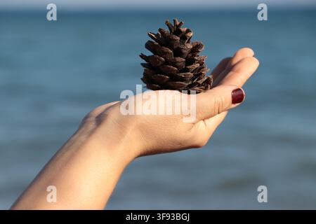 Hand Holding a Pine Cone Up to the Sky Stock Photo