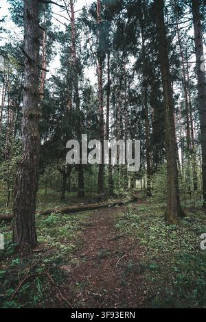 Pine Forest with Tall Tree Trunks in Ivanteyevsky Forest, Moscow Oblast Stock Photo