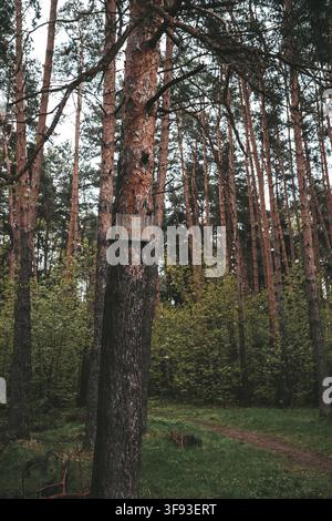 Pine Tree Trunks in Ivanteyevsky Forest, Moscow Oblast Stock Photo