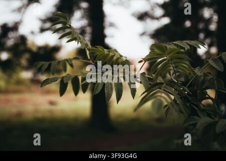 Soft Focus Leaves with Natural Bokeh in Ivanteyevsky Forest Stock Photo