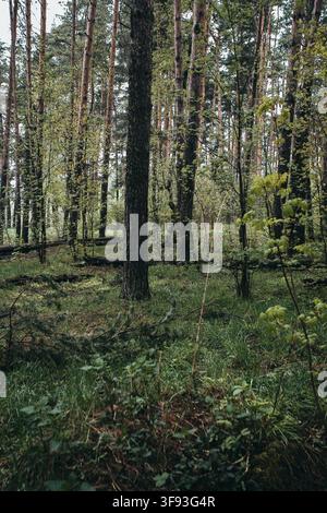 Pine Trees in Ivanteyevsky Forest, Moscow Oblast Stock Photo
