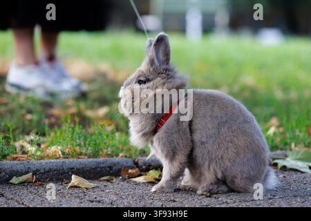 A close-up profile shot of a fluffy grey domestic rabbit wearing a red collar and leash on a sidewalk. A person's legs and green grass in a city park Stock Photo