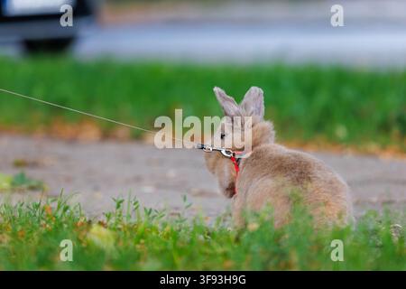 A back view of a cute fluffy brown domestic rabbit wearing a harness and a leash, sitting on a concrete sidewalk. The pet bunny is surrounded by green Stock Photo