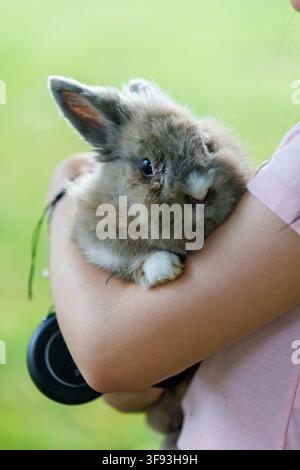 A close-up shot of a cute, fluffy brown lionhead rabbit being held gently in the arms of a person in a pink t-shirt. Beautiful portrait of a pet bunny Stock Photo