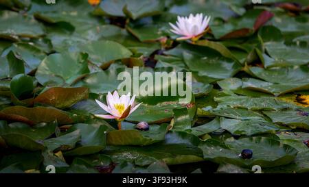 Two beautiful white water lily flowers blooming in a tranquil pond. The blossoms with yellow centers are surrounded by a dense layer of large green li Stock Photo