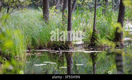 A close-up view of a wild forest swamp or wetland pond. Tree trunks and high green grass reeds grow directly from calm water with lily pads, reflectin Stock Photo