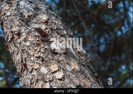 Cicada resting on a thick pine branch with rough textured bark. Stock Photo