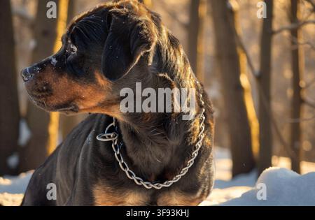 A darkfurred dog wearing a chain collar is captured in a side profile, looking towards the right, amidst a snowy forest bathed in warm golden light Stock Photo