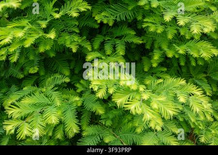 Dense fresh green dawn redwood branchlets with flat soft needles fill the frame, creating a bright natural conifer foliage background. Stock Photo