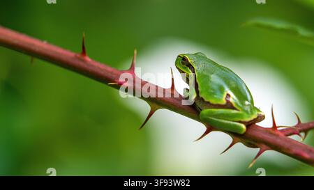 closeup of a tree frog perched on a thorn branch Stock Photo