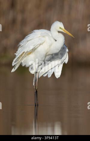 Great egret (Ardea alba) fluffing and shaking its white plumage,Campania,Italy Stock Photo