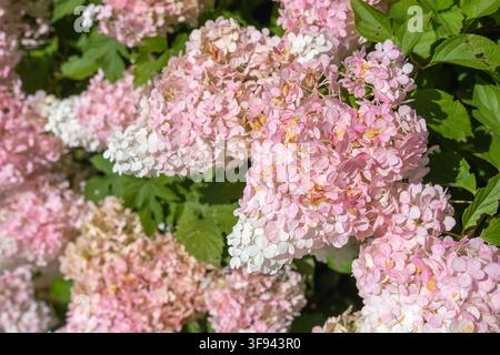 Pink and white panicle hydrangea flowers are blooming in a sunny outdoor garden environment. Stock Photo