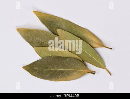 Dried Bay leaves scattered on white background herbs and spices cooking ingredient. Stock Photo