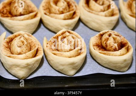 Commercial close-up photograph of raw, unbaked cinnamon rolls creatively shaped like roses, arranged neatly on a baking sheet lined with parchment paper, ready for the oven. Stock Photo