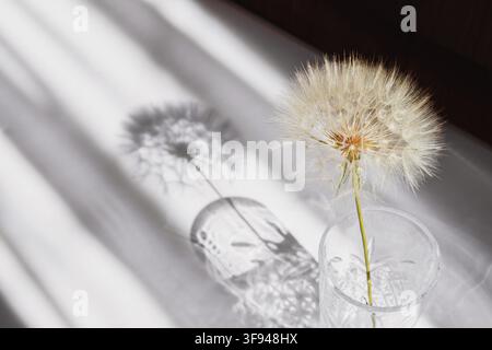 Dandelion in crystal glass casting delicate shadow in minimalist sunlight composition Stock Photo