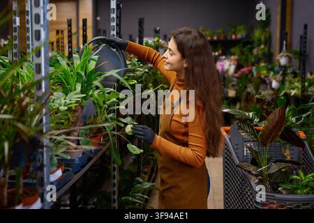 Caucasian woman in apron tending to indoor potted plants with nurturing touch in warm shop setting Stock Photo