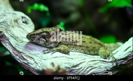 Close-up view of a textured green lizard resting peacefully on a weathered white branch inside a natural habitat, capturing the intricate details of Stock Photo