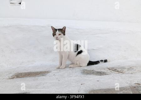 Black and white cat sitting on sunlit whitewashed paving against a plain white wall, Mykonos, Greece. Stock Photo