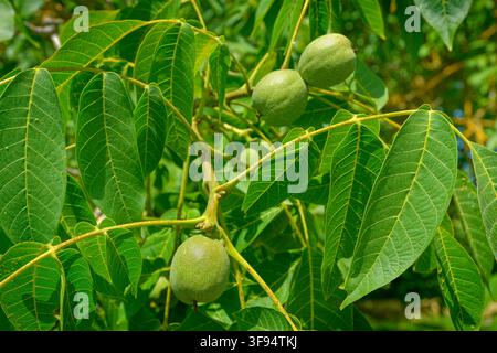 Walnut pods on a Walnut tree. Stock Photo