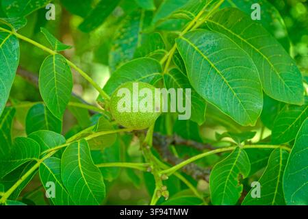Walnut pods on a Walnut tree. Stock Photo