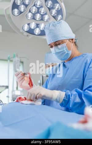 A female surgeon works carefully in an operating room at a hospital. She holds a surgical tool and looks focused on the task. Stock Photo
