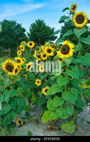 Very tall bright yellow sunflowers with large green leaves and dark centers reaching towards the blue sky on a sunny day Stock Photo