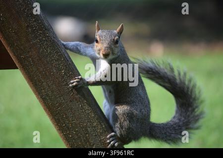 An Eastern gray squirrel (Sciurus carolinensis) perches alertly on a wooden structure, looking directly at the camera. Stock Photo