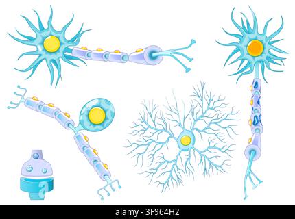Neuron anatomy. Multiple sclerosis, healthy myelinated neuron, demyelination, microglia, synaptic cleft. medical education illustration. set icons. Stock Vector