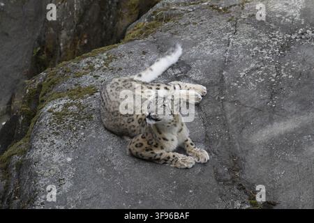 Female snow leopard camouflaged against a granite boulder at Kolmården Djurpark, looking up at an off-camera visitor. Perfect for wildlife marketing. Stock Photo
