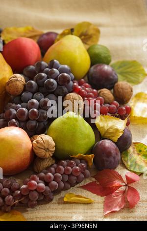 A top view vertical photograph of a green pear surrounded by dark grapes, ripe plums, walnuts, and colorful autumn leaves on a rustic burlap backgroun Stock Photo