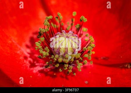 Macro view of stamens and pistil inside a red poppy flower Stock Photo