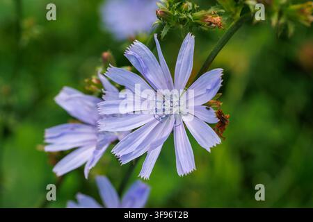 Blue common chicory - Cichorium intybus flowers blooming outdoors in a wild meadow Stock Photo