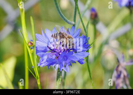 Honeybee collecting pollen on a blue cornflower outdoors in a garden Stock Photo