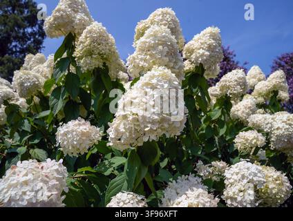 the creamy-white flowers of the panicle hydrangea (Hydrangea paniculata, Stock Photo