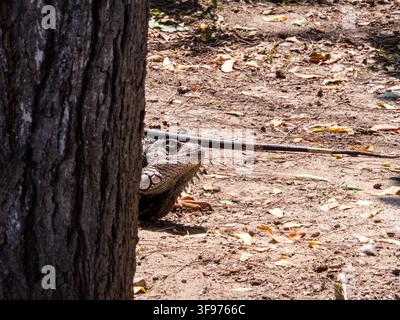 A wild iguana partially hidden behind a tree, resting on the dry forest floor. The photograph captures its natural behavior, textured scales, long tai Stock Photo