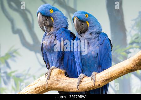 Two hyacinth macaws are sitting together on a branch in a natural setting. Their bright blue feathers contrast with the green background. Stock Photo