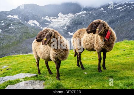 Two alpine sheeps stand on green grass in the mountains. The backdrop shows rocky slopes and patches of snow under a cloudy sky. The time is during the day. Stock Photo
