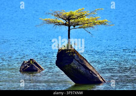 A small fir tree in the shape of a bonsai and growing on a lone wooden stump in Fairy Lane near Port Renfrew on Vancouver Island British Columbia Cana Stock Photo