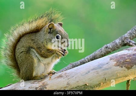 Wild Red Squirrel perched on a fallen tree eating a spruce cone in his woodland habitat in rural Alberta Canada Stock Photo