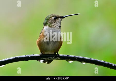A tiny immature Rufous Hummingbird , "Selasphorus rufus", perched on a wire, atempting to keep the rain off his feathers Stock Photo